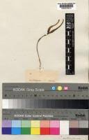 Image result for Bulbophyllum expallidum