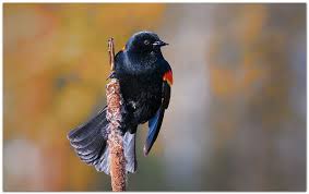 Black Bird With Red Under Wing Red Winged Blackbird On Cattail Photograph Black Bird Red Wing Blackbird Wildlife Photography