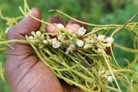 Image result for Cuscuta abyssinica