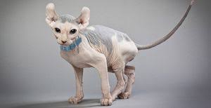 Every item is hand picked by our specialist in sphynx cats, she took her time testing every single piece and evaluating the best of the. Sphynx Hairless Cat Cat Breed Profile Petfinder