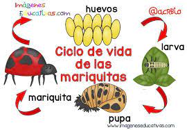 Pin En Proyecto Las Mariquitas