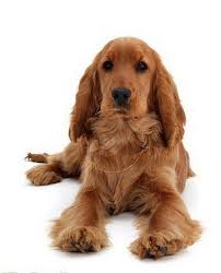 Beagle Cocker Spaniel Mix Black And Tan English Golden Cocker Spaniel 5 Month Old English Golden Cocker Golden Cocker Spaniel English Cocker Spaniel Spaniel Breeds