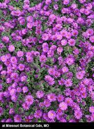 Pin On Garden Plants Greenhouses Conservatories Botanical Gardens Botanical Parks And Preserves