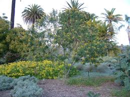 Image result for Senna didymobotrya