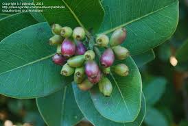 Image result for Syzygium cordatum