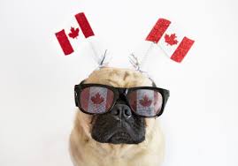 Seven Popular Canadian Dog Names Canadian Dogs Dog Names Emotional Support Animal