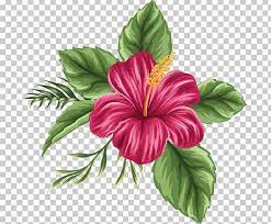 Flower Drawing Tropics Png Annual Plant China Rose Chinese Hibiscus Clip Art Color Flower Drawing Hibiscus Flower Drawing Hibiscus Clip Art