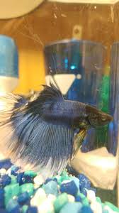 Is My Betta Sick Black Spots Bettafish