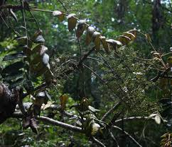 Image result for Polyscias fulva