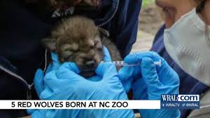 We didn't know the puppies had arrived until we did our daily check, says chris lasher. Baby News Nc Zoo Welcomes Five Red Wolf Pups Wral Com