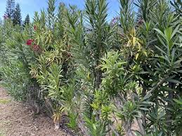 Image result for xylella fastidiosa oleander symptoms