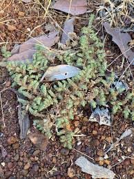 Image result for Trianthema parvifolia