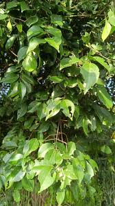 Image result for Hippocratea indica