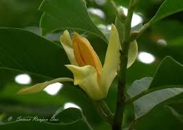 Yellow Champa Flower Beautiful Flowers Flowers My Flower