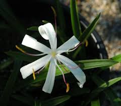 Image result for Crinum rautanenianum
