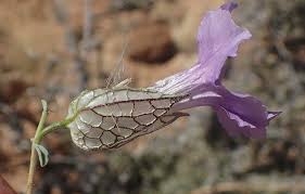 Image result for Petalidium englerianum