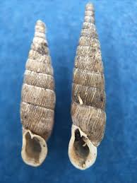 Image result for Alinula sp.