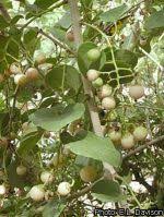 Image result for Cordia goetzei