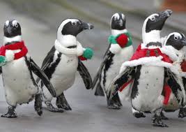 Image result for jackass penguin