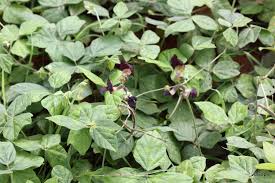 Image result for Macroptilium atropurpureum