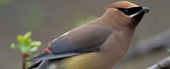 The cedar waxwing (bombycilla cedrorum) is a member of the family bombycillidae or waxwing family of passerine birds. Cedar Waxwing Missouri Department Of Conservation