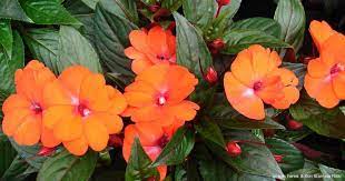 This grey rot is usually associated with wet or humid conditions. New Guinea Impatiens How To Plant Care For And Grow