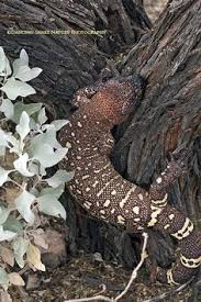 Black And White Lizard Arizona Pin On Lizards