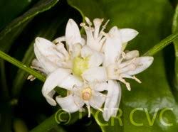 Image result for Citropsis