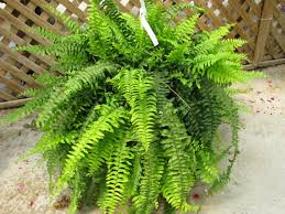 They grow well in plant containers and hanging containers, and are also easy to care for in indoor gardens. Do Ferns Make Good Houseplants Unh Extension