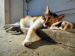 z v v cats kittens animals