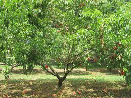 What are half standard fruit trees? Dwarf Semi Dwarf And Standard Fruit Trees Peach Trees Fruit Trees Backyard