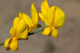 Image result for Crotalaria juncea