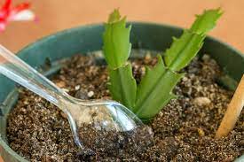 The Best Method For Propagating Christmas Cactus From Cuttings Hunker Christmas Cactus Propagation Christmas Cactus Plants
