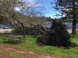 Tree removal companies can grant free tree removal for seniors, but that will be very rare. 7 26 18 Request For Proposals Fy 2018 19 Emergency On Call Tree Services San Rafael