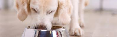 Taste of the wwild is 32%!!!! What Is The Best Time To Feed Your Dog My Pet Needs That