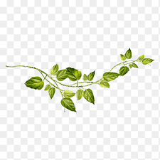 Pngtree offers vine leaves png and vector images, as well as transparant background vine leaves clipart images and psd files. Creative Green Vines Leaves Green Png Pngegg