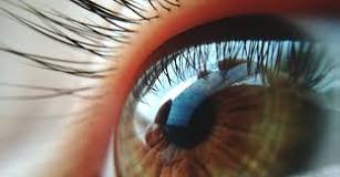 Image result for can you see eyebrow mites