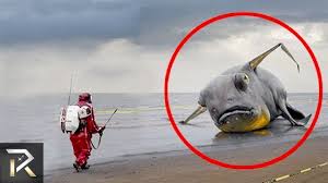 We did not find results for: 10 Strange Sea Creatures Discovered After Tsunamis Youtube