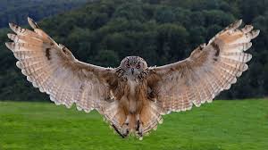 Anflug By Dietmar Mohle 500px Owl Pictures Cute Animals Animals