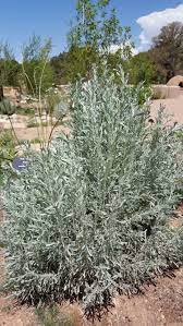 De mestizo con india, nace cholo 18. Artemisia Tridentata Big Sagebrush Great Basin Sagebrush Chamizo Blanco Chamizo Ganado Chamizo Hediondo Santa Fe Botanical Garden