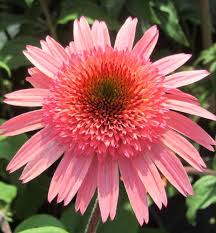 Echinacea Hybridna Raspberry Truffle Kont 1 L E Shop Lumigreen Sk Vas Obľubeny Internetovy Obchod S Rastlinami Echinacea Purpurea Echinacea Truffles
