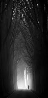 Black And White Woods Picture Dark Wood Photography Black White Woods Photography Dark Photography Black And White