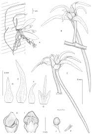 Image result for Tridactyle stevartiana