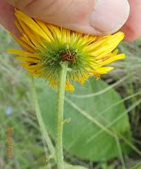 Image result for Berkheya setifera