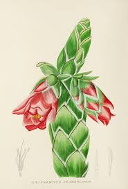 Image result for Aloe pienaarii