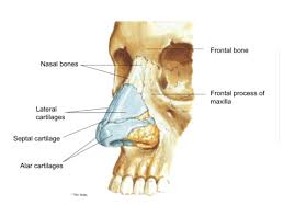 After circulating over the nasal cavity structures, air passes into the pharynx through two posterior nares (or choanae; Nasal Cavity And Paranasal Sinuses Flashcards Quizlet