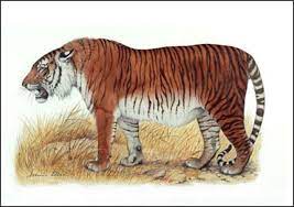 Caspian Tiger Extinct Predator From Azerbaijan Lives On Caspian Tiger Tiger Species Extinct Animals