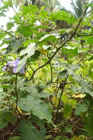 Image result for Solanum richardii