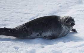 Baby Seals Clubbed To Death By Canadian Fishermen For Their Fur Daily Mail Online