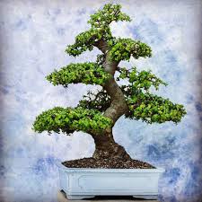 Image result for Cordia afra